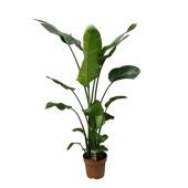 Стрелиция Николай d27 см h180 см Стрелиция Николай d27 см h180 см