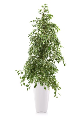 Фикус Бенджамина Голден Кинг пирамида 27/140 см см в RONDO 32