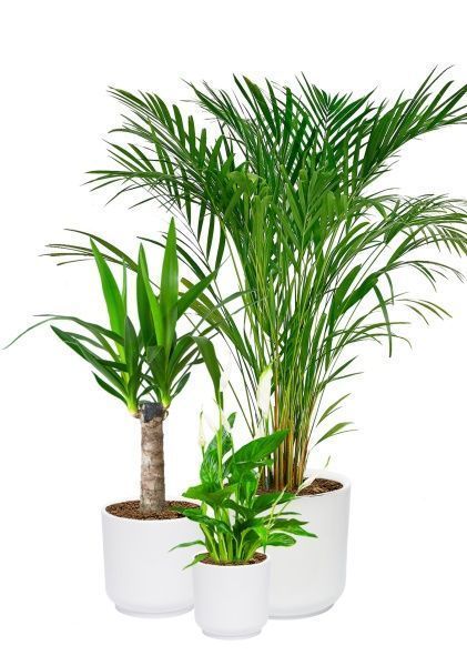 Набор для озеленения офиса № 3 (Спатифиллум, Юкка, Хризалидокарпус) Набор для озеленения офиса № 3 (Спатифиллум, Юкка, Хризалидокарпус)