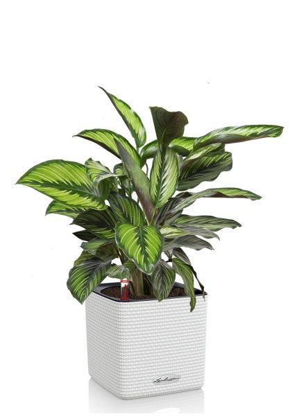 Калатея Принцепс в CUBE COLOR 14