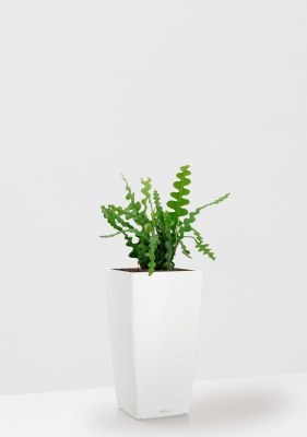 Эпифиллум Угловатый 17/35 см в CUBICO Color 22 Эпифиллум Угловатый 17/35 см в CUBICO Color 22