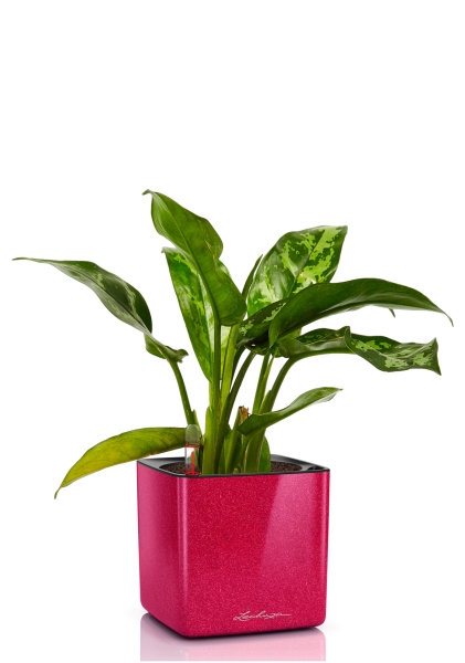 Аглаонема Цитронелле 12/30 см в CUBE GLOSSY KISS 14 Аглаонема Цитронелле 12/30 см в CUBE GLOSSY KISS 14