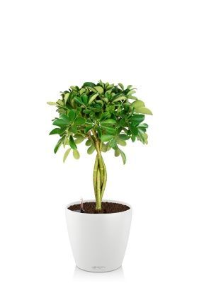 Шеффлера Нора 21/75 см в CLASSICO COLOR 28, белый