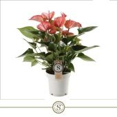 Антуриум Ливиум красный d14 см h50 см тип 1 Антуриум Ливиум красный d14 см h50 см тип 1