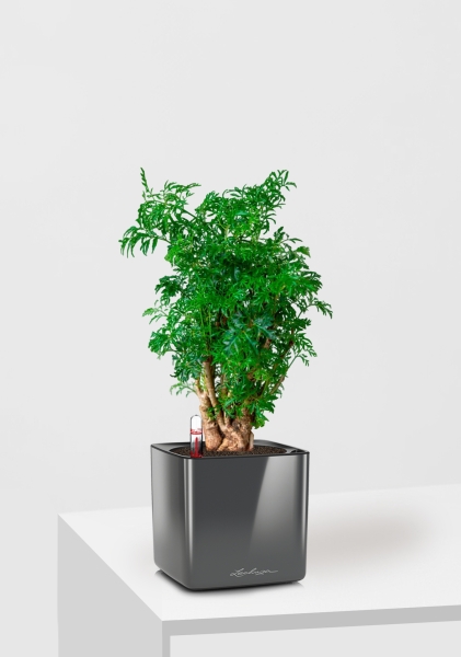 Полисциас Фрутикоза 12/40 см в CUBE GLOSSY 14 