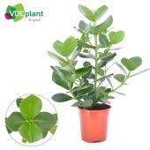 Клузия Принцесс d17 см h55 см