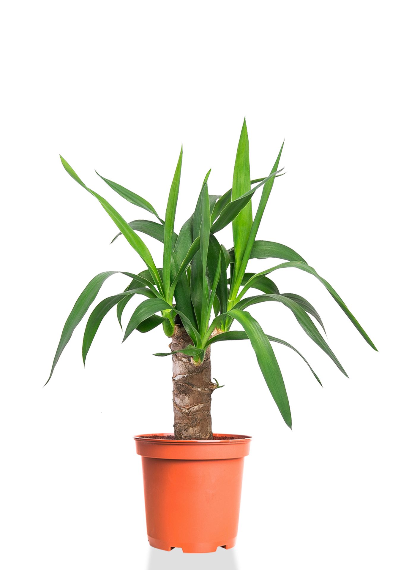 Юкка 1 ствол 12/55 см