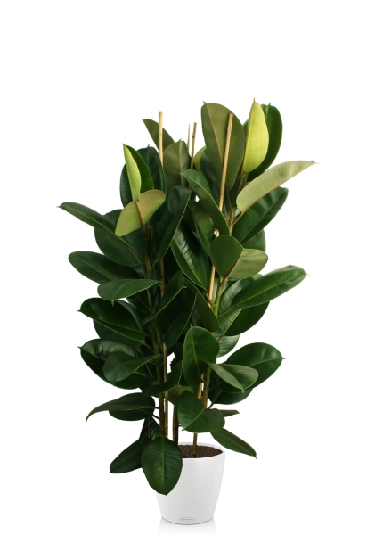 Фикус Эластика Робуста 3 ствола 35/160 см в CLASSICO COLOR 43 Фикус Эластика Робуста 3 ствола 35/160 см в CLASSICO COLOR 43