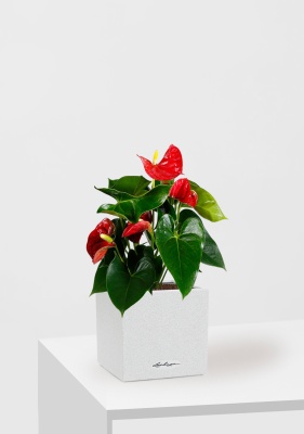 Антуриум Андрианум красный 12/40 см в CANTO STONE 14, песочный белый