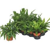 Папоротники микс Exclusive d14 см h40 см Папоротники микс Exclusive d14 см h40 см