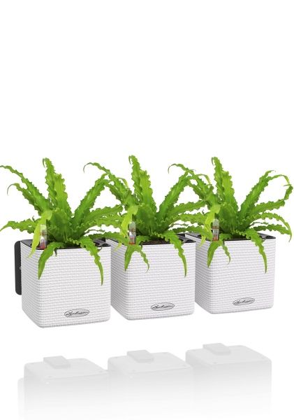 Асплениум Антикум Осака в ЗЕЛЕНАЯ СТЕНА Home Kit Color 15