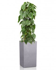 Филодендрон на решетке в CANTO STONE HIGH 30