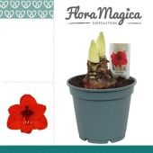 Гиппеаструм Royal Red 2 ствола d17 см h30 см тип 1