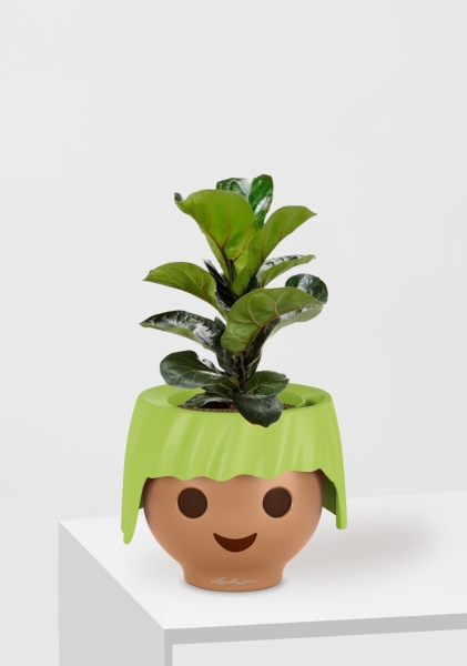 Фикус Лирата Бамбино 12/40 см в OJO