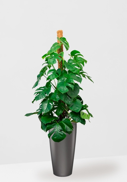 Монстера на опоре 27/150 см в RONDO 40