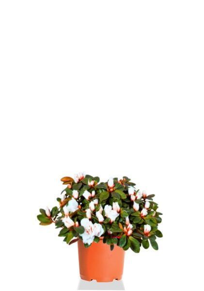 Азалия Фландрес микс 14/32,5 см