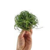 Тилландсия Ionantha Clumb Green Large d12 см h15 см Тилландсия Ionantha Clumb Green Large d12 см h15 см