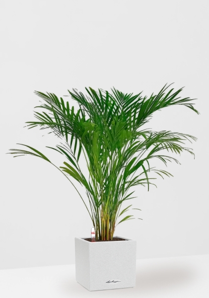 Хризалидокарпус Арека 19/120 см в CANTO STONE LOW 30