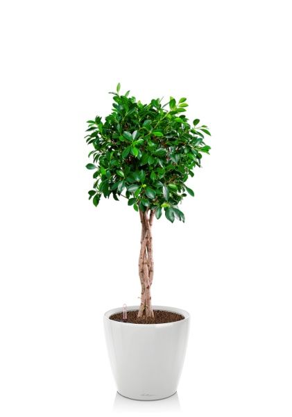 Фикус Нитида переплетенный 23/110 см в CLASSICO LS 28