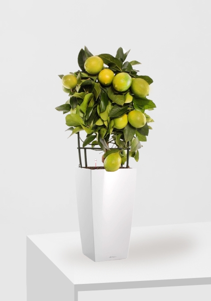 Цитрус Лимон на решетке 19/65 см в CUBICO 30