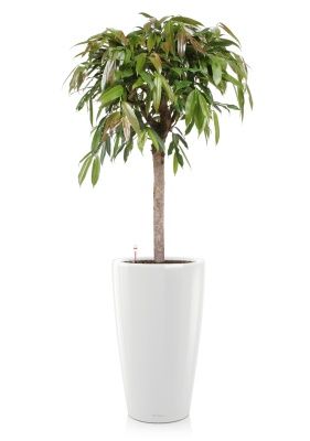 Фикус Амстел Кинг на штамбе 27/120 в RONDO 40, белый блестящий Фикус Амстел Кинг на штамбе 27/120 в RONDO 40, белый блестящий