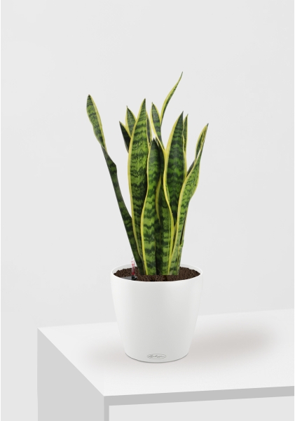 Сансевиерия Лауренти 17/60 см в CLASSICO Color 21 Сансевиерия Лауренти 17/60 см в CLASSICO Color 21
