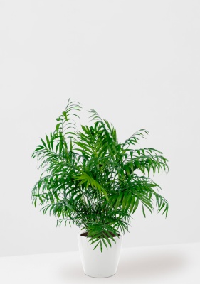 Хамедорея Элеганс 20/100 см в CLASSICO LS 28, белый блестящий Хамедорея Элеганс 20/100 см в CLASSICO LS 28, белый блестящий