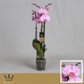 Фаленопсис 3 ствола Royal Pink 20+ (bernhard) d12 см h60 см