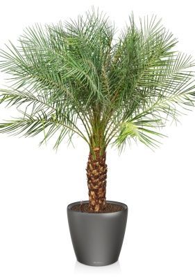 Финиковая пальма Робилини в CLASSICO LS 43, антрацитовый металлик Финиковая пальма Робилини в CLASSICO LS 43, антрацитовый металлик