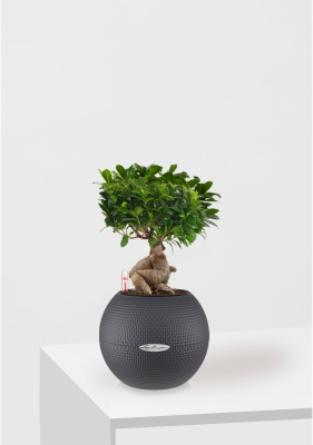 Фикус бонсай PURO 20/40 см, серый
