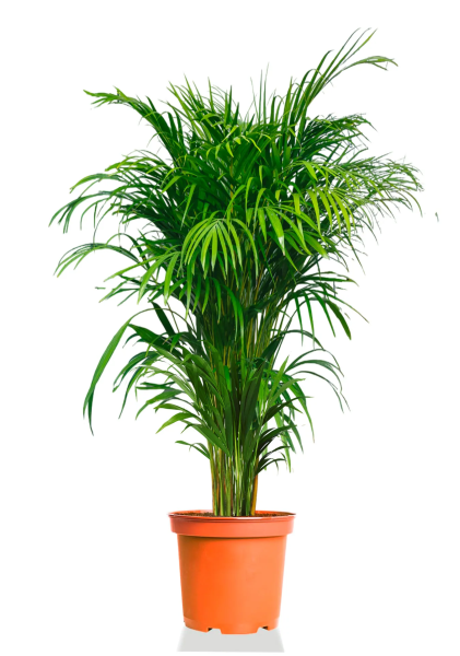 Хризалидокарпус Арека 40/220 см