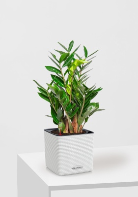 Замиокулькас в CUBE 16, белый