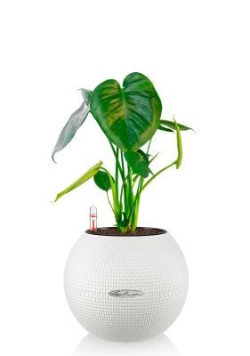 Монстера Делициоза 12/40 см в PURO 20, белый