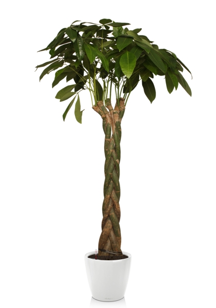 Пахира 27/170 см в CLASSICO LS 35