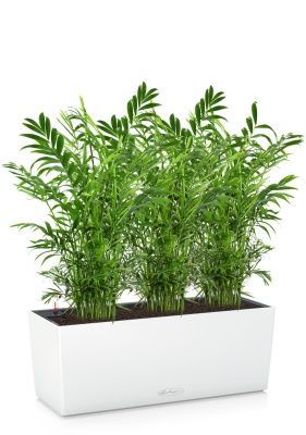 Хамедорея BALCONERA COLOR 50, белый Хамедорея BALCONERA COLOR 50, белый