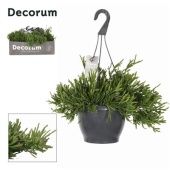 Рипсалис Эвальдиана d21 см h30 см