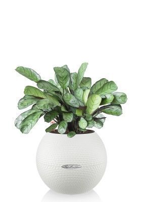 Ктенанта Амагрис в PURO 20, белый 