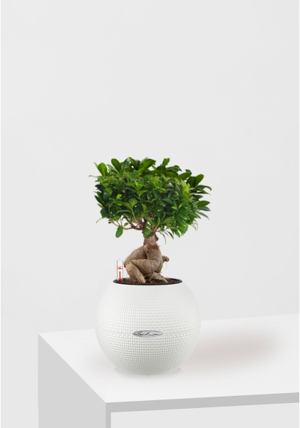 Фикус бонсай в PURO 20