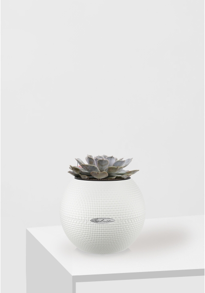 Эхеверия Лилацина 12/20 см в PURO 20