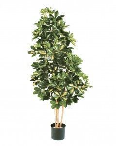 Шеффлера натуральная пёстрая