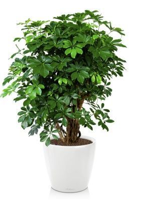 Шеффлера Компакта бранч 40/140 см в CLASSICO LS 43, белый блестящий 