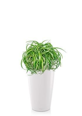 Хлорофитум Оушен 23/40 см в RONDO 32, белый блестящий