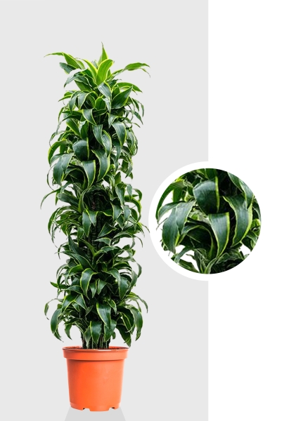 Драцена Дорадо бранч d34 см h170 см