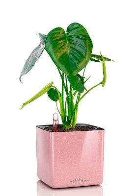 Монстера Делициоза 12/40 см в CUBE GLOSSY KISS 14, кремовый блестящий