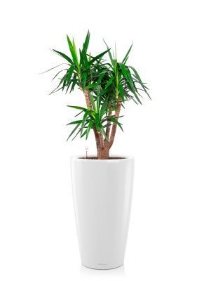 Юкка бранч 31/150 см в RONDO 40, белый блестящий