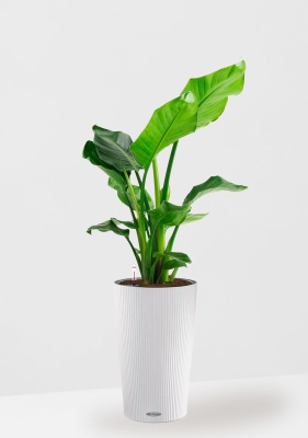 Стрелиция Николай 17/60 в CILINDRO 23, белый Стрелиция Николай 17/60 в CILINDRO 23, белый