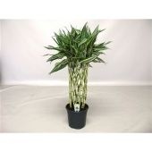 Драцена Сандериана Бамбук вайт d19 см h70 см Драцена Сандериана Бамбук вайт d19 см h70 см