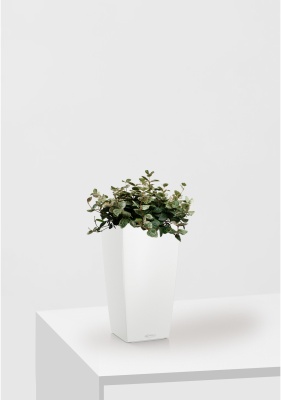 Трахелоспермум азиатский триколор 18/30 см в CUBICO COLOR 22 Трахелоспермум азиатский триколор 18/30 см в CUBICO COLOR 22