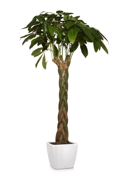 Пахира 27/170 см в QUADRO LS 35