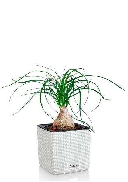 Нолина на стволе 12/35 в CUBE COLOR 14